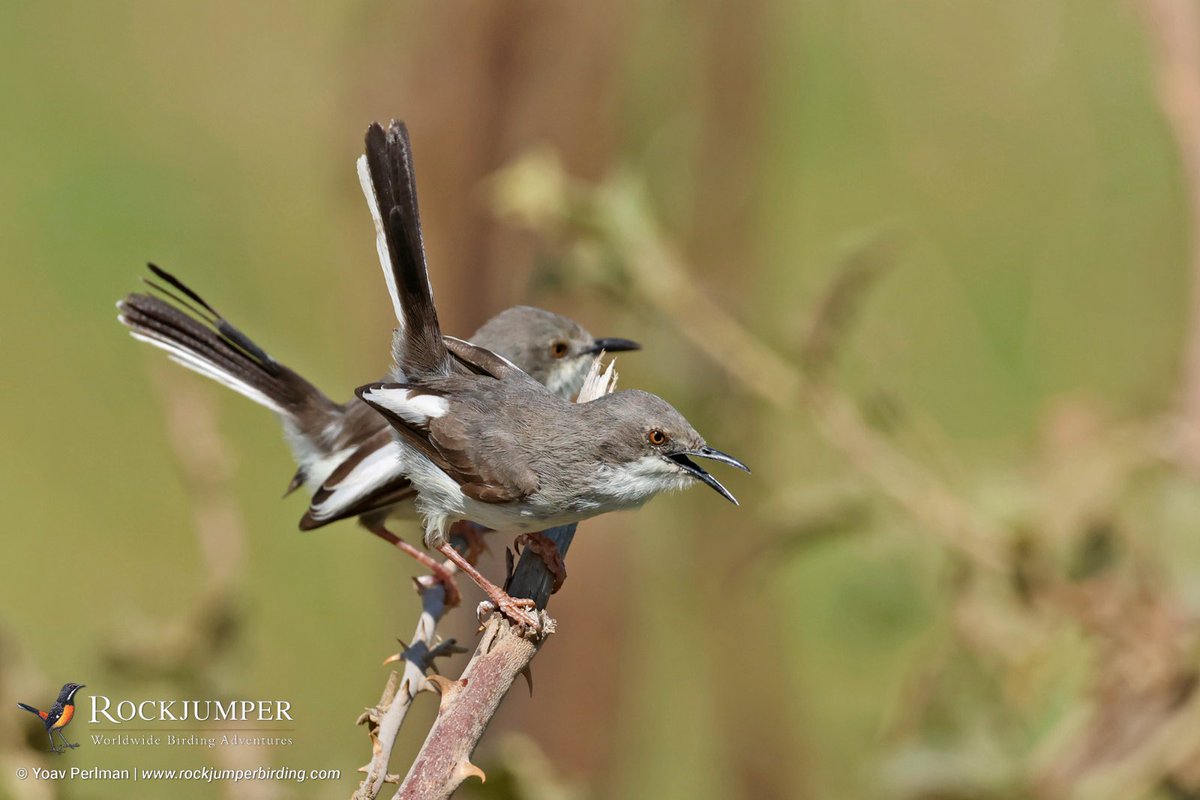 yoavperlman's tweet image. Another fantastic day w my @RockjumperTours group in the Serengeti. Top bird was Maasai Apalis - recently split from Karamoja Apalis, to become a Tanzanian endemic (almost - there's a tiny pop in an adjacent part of Kenya) &amp;amp; globally threatened. Special bird in a special habitat.
