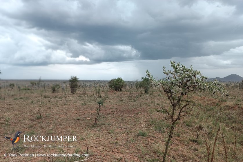 yoavperlman's tweet image. Another fantastic day w my @RockjumperTours group in the Serengeti. Top bird was Maasai Apalis - recently split from Karamoja Apalis, to become a Tanzanian endemic (almost - there's a tiny pop in an adjacent part of Kenya) &amp;amp; globally threatened. Special bird in a special habitat.