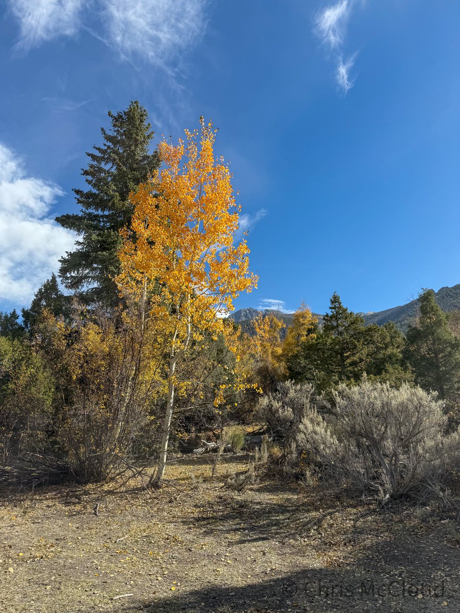 aspenfoxtracks's tweet photo. Heading up the lower slopes, some nice aspens and views back down into the Lost River Valley.
#highpointing #hiking #BorahPeak #choosemountains #VisitIdaho #DiscoverTheForest #OptOutside #ParkChat #GetOutside #outdoors #IdahoHiking https://t.co/VAHA9naEHG