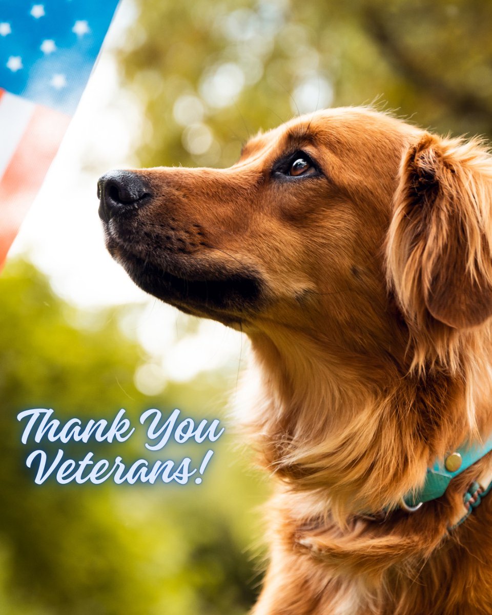 FacesofChaChas's tweet image. To all who have served and continue to serve, we are grateful for your dedication and sacrifice. Happy Veteran's Day! 

#veteransday #thankyouveterans #eastsac #dogdaycare