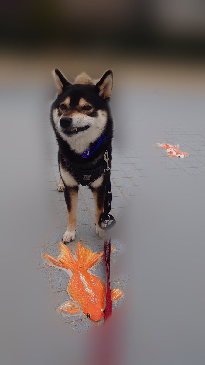 Ren_Kun0513's tweet image. ✨🧡おはようございます🐶🧡✨
今日は秋晴れになりそうですね😊☀️火曜日も笑顔でよろしくお願いします🎶🐕✨
#金魚 #きんぎょ #ニッ #カメラ目線 #スマイル報告 #笑顔 #スマイル #smile #かわいい #可愛い #柴犬 #黒柴 #柴犬大好き #柴犬のいる幸せ #柴犬のいる生活 #柴犬のいる暮らし #柴犬との暮らし