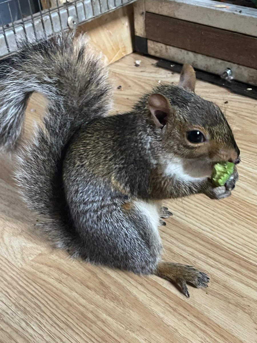 Lilly 🩶🐿️🐿️🐿️🐿️ hitchinsquirrelrescue.co.uk