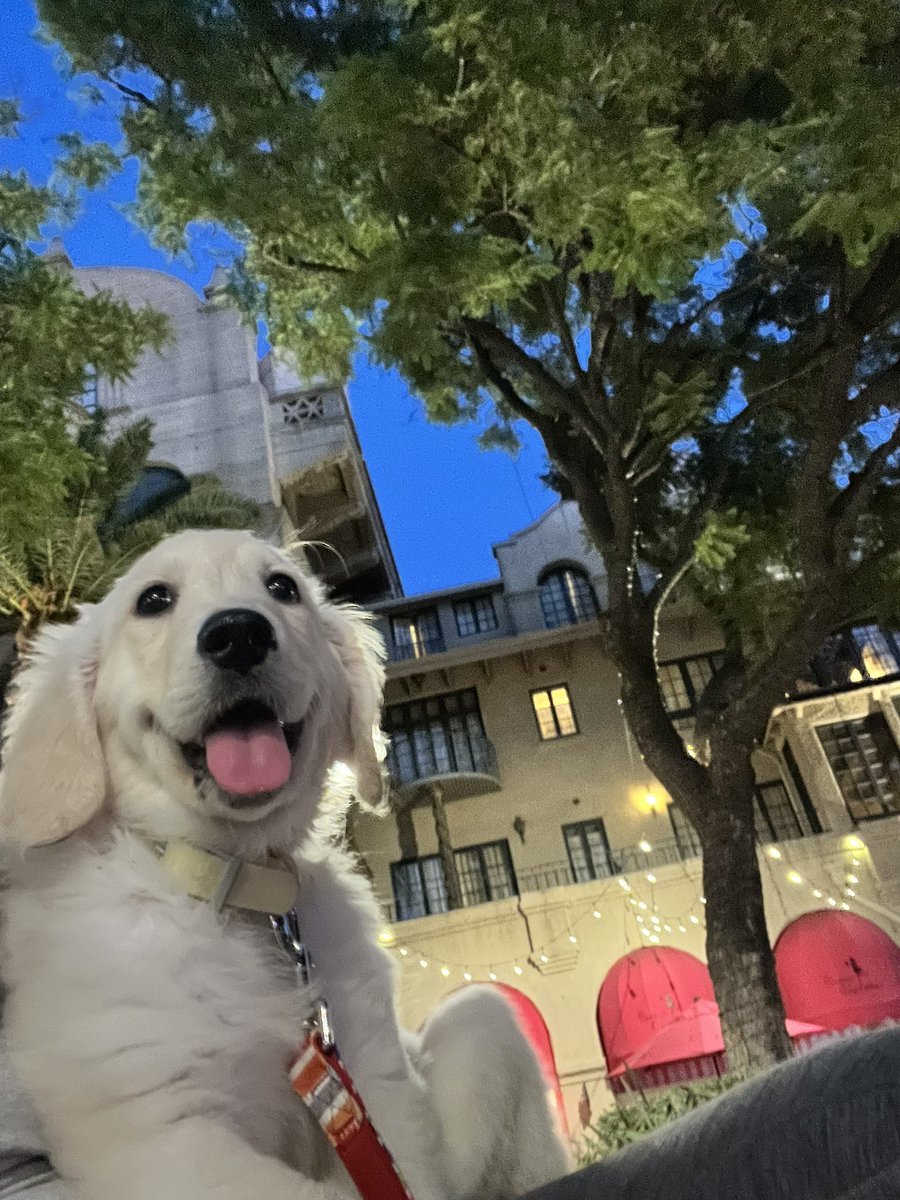 The Chaturvedi Lab tweet media