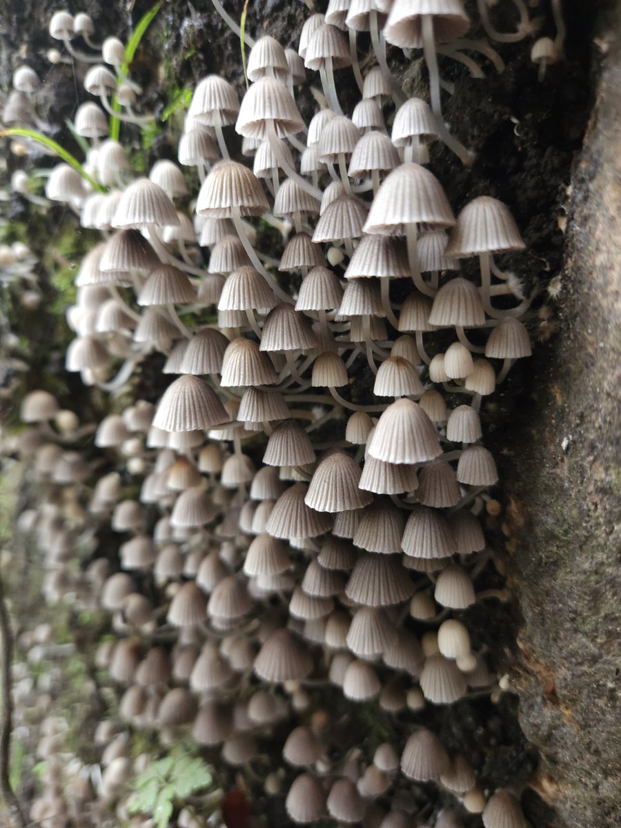 OnFliss's tweet photo. The most incredible #mushrooms on an upturned tree root. Like a miniature city! 💫 #nature #natureconnection #natureisnurture https://t.co/e0mBOqmWqH