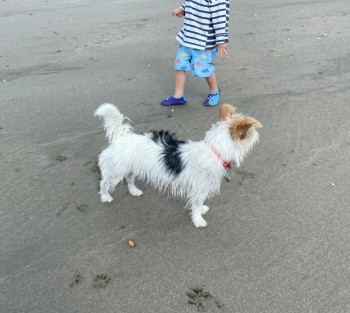 millypod1's tweet photo. 🆘9 NOV 2024 #Lost BLOSSOM #ScanMe #Tagged
White Brown Black Jack Russell Terrier Female
#NorthWaltham #RG25 Ran in to neighbouring fields
Borough of #Basingstoke & #Deane #Hampshire
https://t.co/SZBY5FUqqU https://t.co/PVdkZ25Fz7