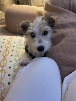 millypod1's tweet photo. 🆘9 NOV 2024 #Lost BLOSSOM #ScanMe #Tagged
White Brown Black Jack Russell Terrier Female
#NorthWaltham #RG25 Ran in to neighbouring fields
Borough of #Basingstoke & #Deane #Hampshire
https://t.co/SZBY5FUqqU https://t.co/PVdkZ25Fz7