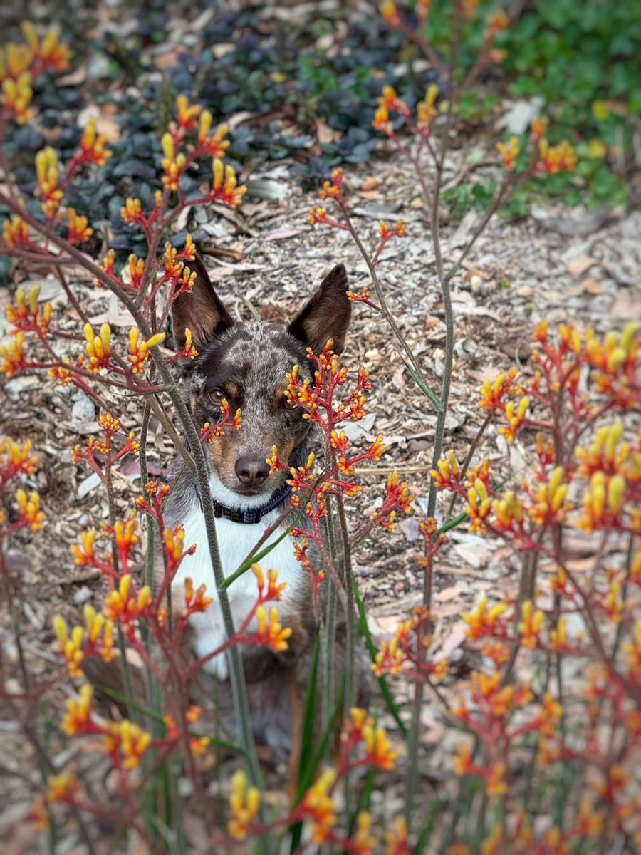 The_Hepsta's tweet photo. Practising my extreme kangaroo paw floof camo today ๐ฆ๐ฅท๐ฆ Pretty good huh ๐ okay byeee ๐ถ๐น๐
#floofsforyou #kooliegans #WheresLeeloo https://t.co/1zTPTCFTML