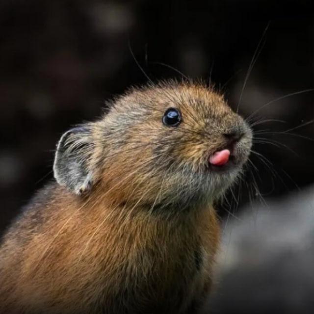 joormundr's tweet photo. @justindaily The Japanese Pika for sure. Take a look $ochotona. 
The adorable pika. 

CA: B5dhQ6yVXzKxW2VnFBTZTUftaCKYrxwPksSAVTYeY7Kv https://t.co/s7kyV65Deb