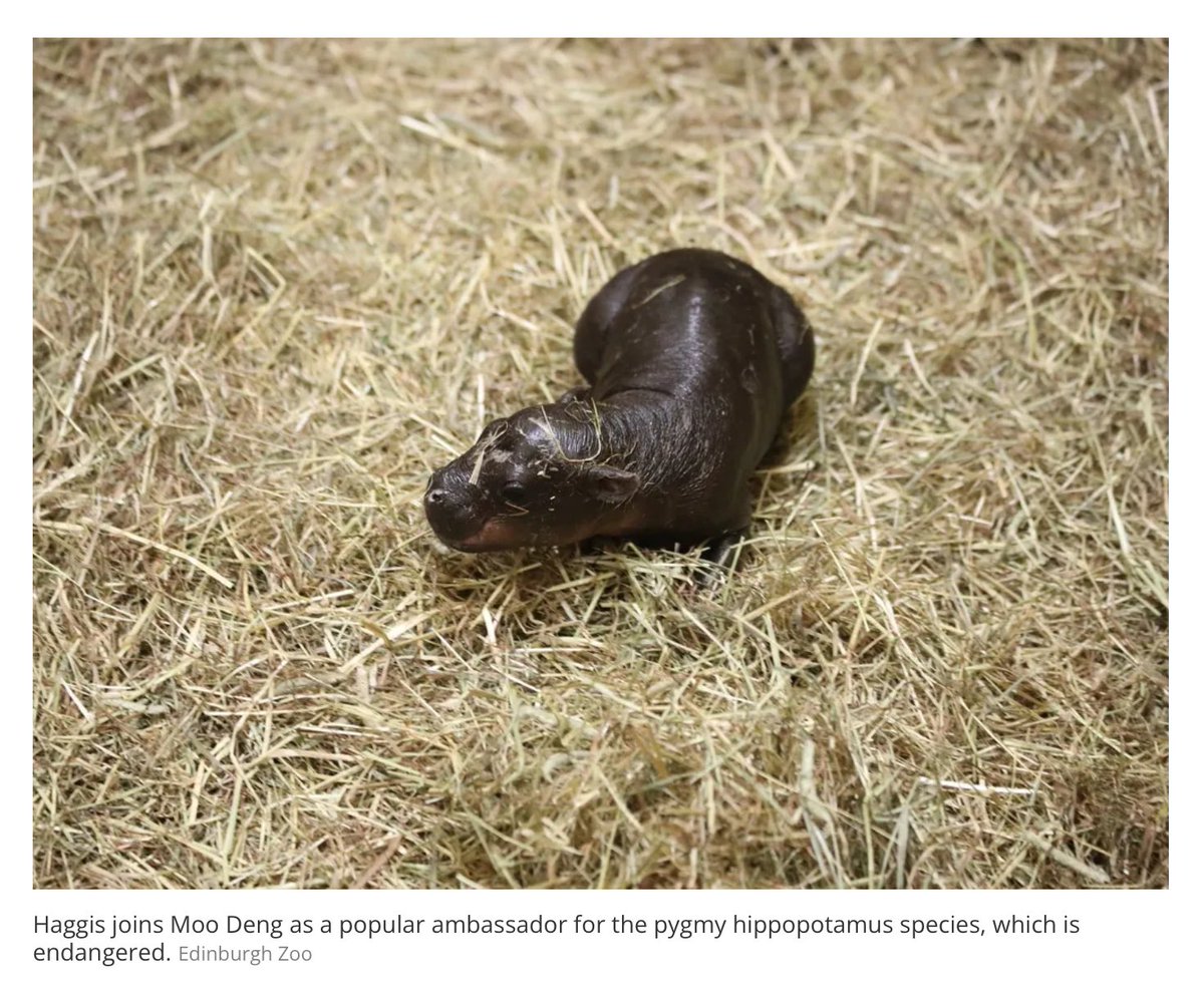 PureSalvato's tweet photo. @michelle_byoung Shit, just noticed autocorrect changed murder to muddy.
Damn autocorrect.
I’d post you a murder kitty but did you happen to see that Scotland a new pygmy hippo?
Haggis. 🤠 still love our Fiona best. https://t.co/QJ6eGoQiRB