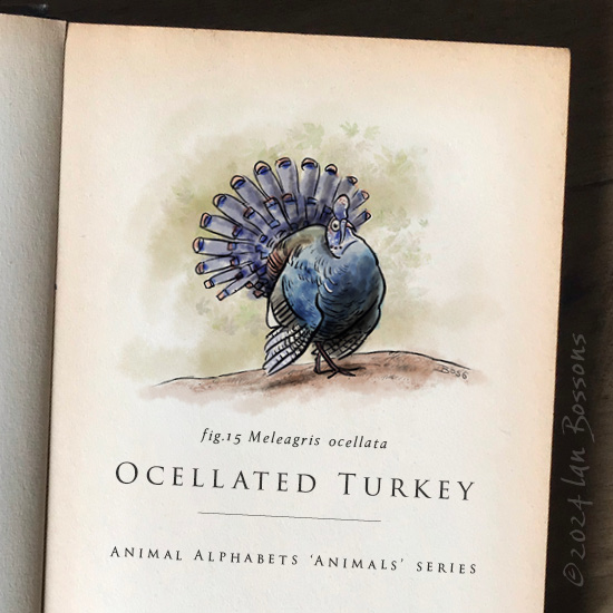 Ian Bossons (@ian_bossons) on Twitter photo An Ocellated Turkey for this week’s #AnimalAlphabets Animals themed prompt.
<a href="/AnimalAlphabets/">Animal Alphabets</a> #OcellatedTurkey #illustration #animal #cartoon #illustrator #bird #turkey #artchallenge #weeklyartchallenge An Ocellated Turkey for this week’s #AnimalAlphabets Animals themed prompt.
<a href="/AnimalAlphabets/">Animal Alphabets</a> #OcellatedTurkey #illustration #animal #cartoon #illustrator #bird #turkey #artchallenge #weeklyartchallenge