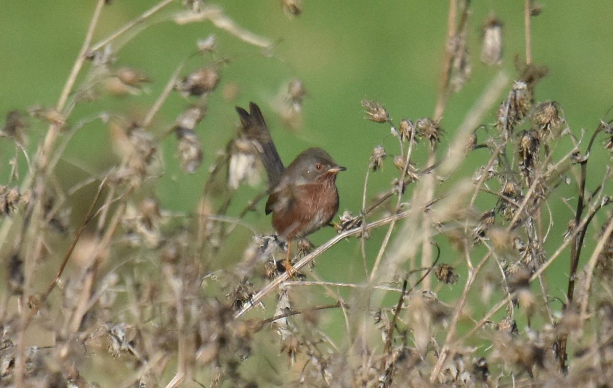 Reuben Braddock (@rubatroid) on Twitter photo Was over the moon to find this Dartford Warbler on Hampstead Heath today! It seems to be the first here since 1994, and only the second modern record <a href="/CityCorpHeath/">Hampstead Heath</a> #londonbirds Was over the moon to find this Dartford Warbler on Hampstead Heath today! It seems to be the first here since 1994, and only the second modern record <a href="/CityCorpHeath/">Hampstead Heath</a> #londonbirds