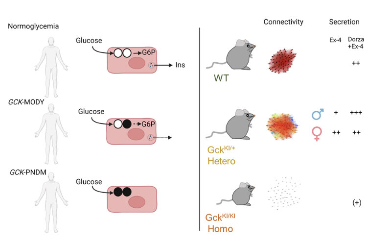Our new mouse models of glucokinase MODY and permanent neonatal diabetes reveal an additive and sex-dependent effect on insulin secretion of glucokinase activators and GLP1RA. biorxiv.org/content/10.110…. <a href="/CRCHUM/">Centre de recherche du CHUM</a> ⁦<a href="/HIRN_CC/">HIRN</a>⁩ ⁦<a href="/ImperialMDR/">Metabolism, Digestion & Reproduction</a>⁩