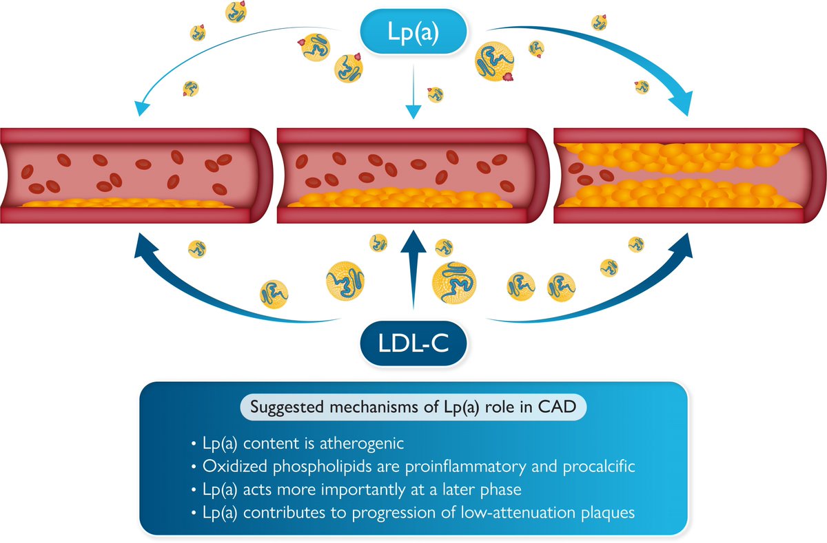 Shoa L. Clarke (@shoaclarke) on Twitter photo Honored to have Prof. <a href="/rauldsf_santos/">Raul Santos</a> comment on our recent work using polygenic scores to compare the effects of Lp(a) vs LDL across the spectrum of coronary plaque severity.
Commentary:
academic.oup.com/eurjpc/advance…
Manuscript:
academic.oup.com/eurjpc/advance… Honored to have Prof. <a href="/rauldsf_santos/">Raul Santos</a> comment on our recent work using polygenic scores to compare the effects of Lp(a) vs LDL across the spectrum of coronary plaque severity.
Commentary:
academic.oup.com/eurjpc/advance…
Manuscript:
academic.oup.com/eurjpc/advance…