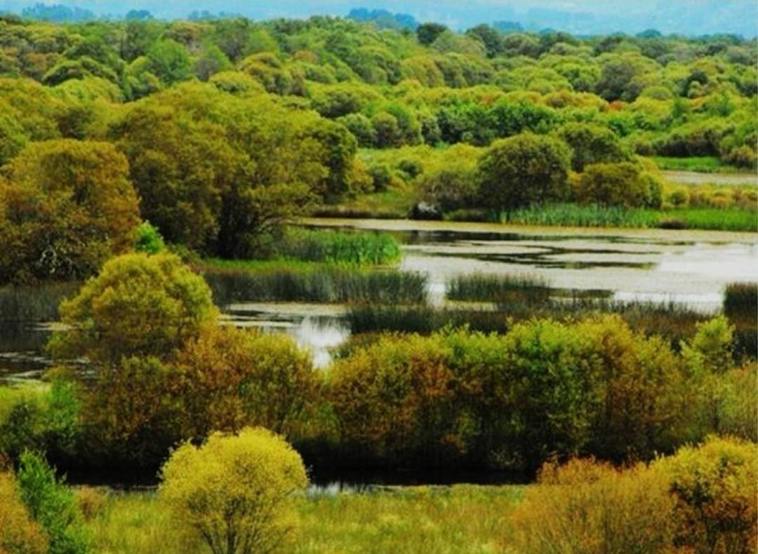 SabiasGalicia's tweet photo. Sabías que a Terra Chá é a comarca máis extensa de #Galicia con 1822,75 km². A paisaxe desta chaira combina frecuentes outeiros (coroados por castros), lagoas e máis dun cento de ríos e regatos que percorren a comarca. #Galiza #TerraCha #BoaNoite https://t.co/CkiRiQ6PMB