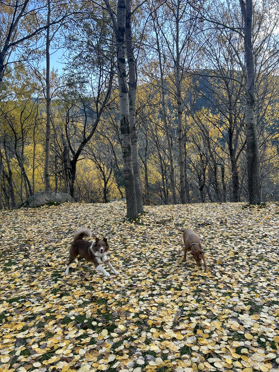 Nanet_14's tweet photo. La @ValldeBoi no defrauda nunca, y en otoño, menos … 🥰😊☺️😎
#valldeboi https://t.co/YsWdTK9cFs