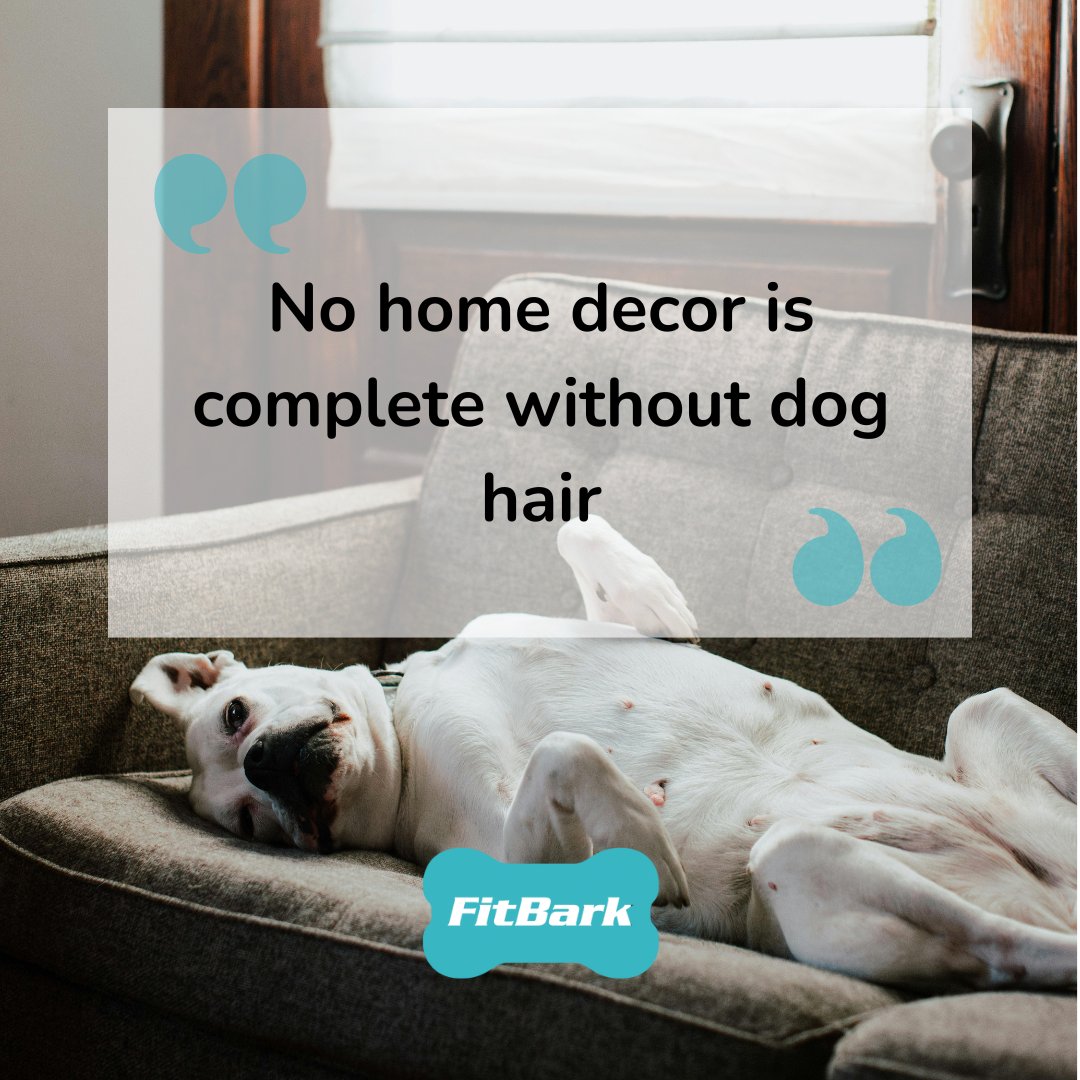 FitBark (@fitbark) on Twitter photo No home decor is complete without dog hair π No home decor is complete without dog hair π