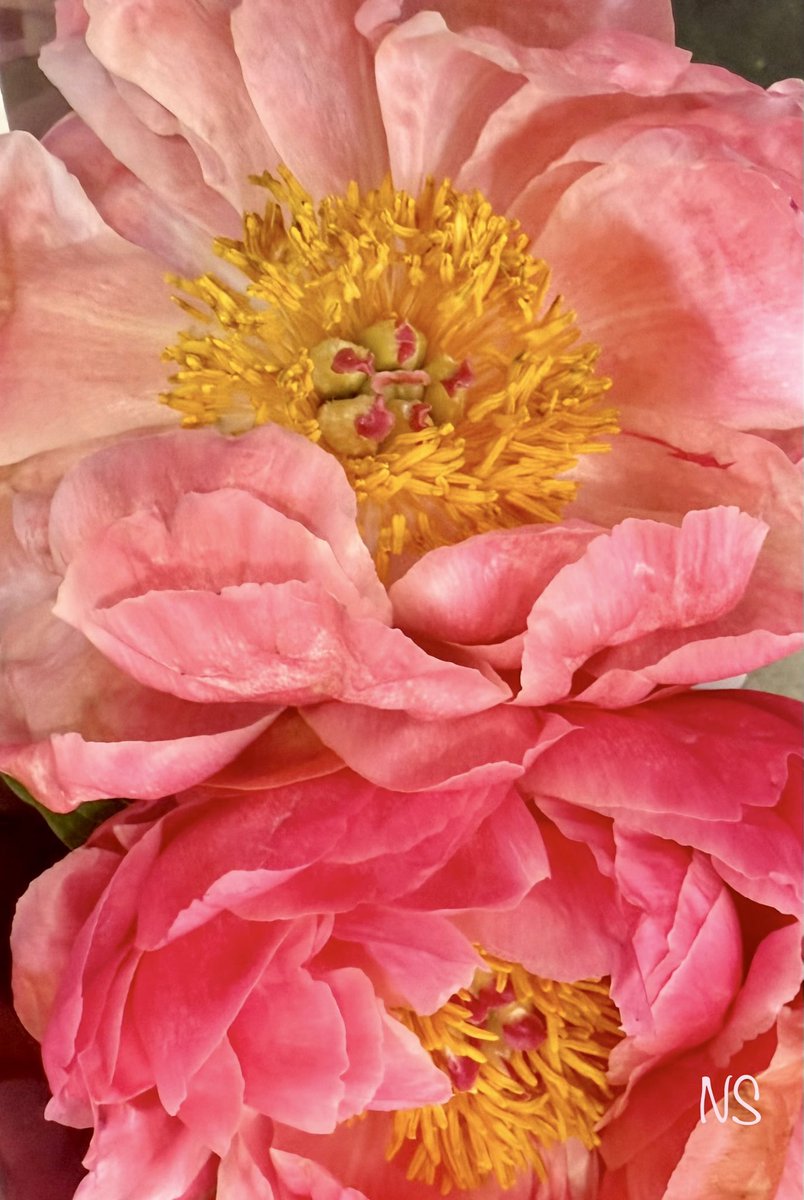 💃NS💃🇺🇸🕊 tweet media