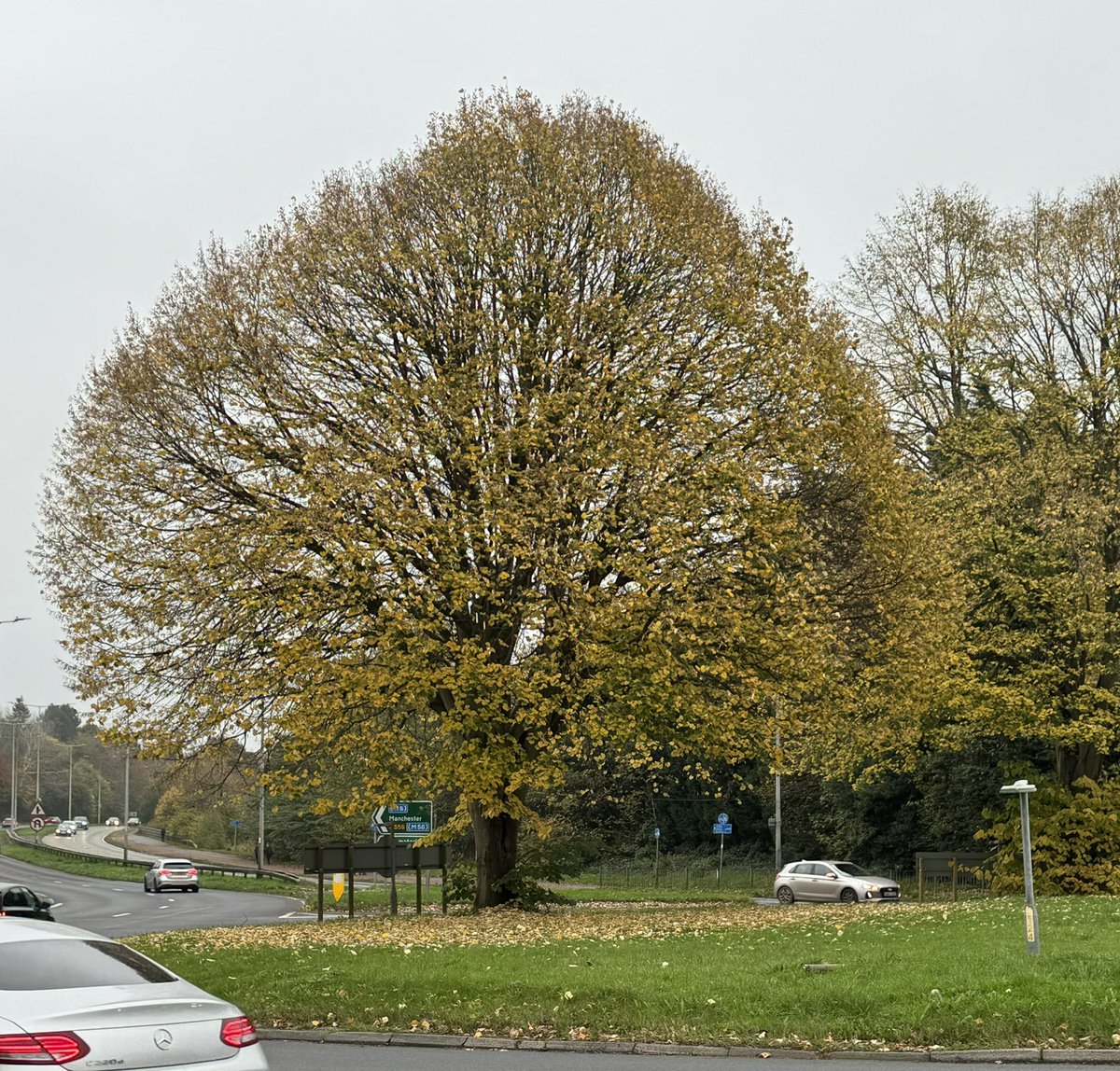 TheNewPaula's tweet image. How’s this for tree of the day @campbellclaret? 🌳

Davenham roundabout on the A556 in Cheshire