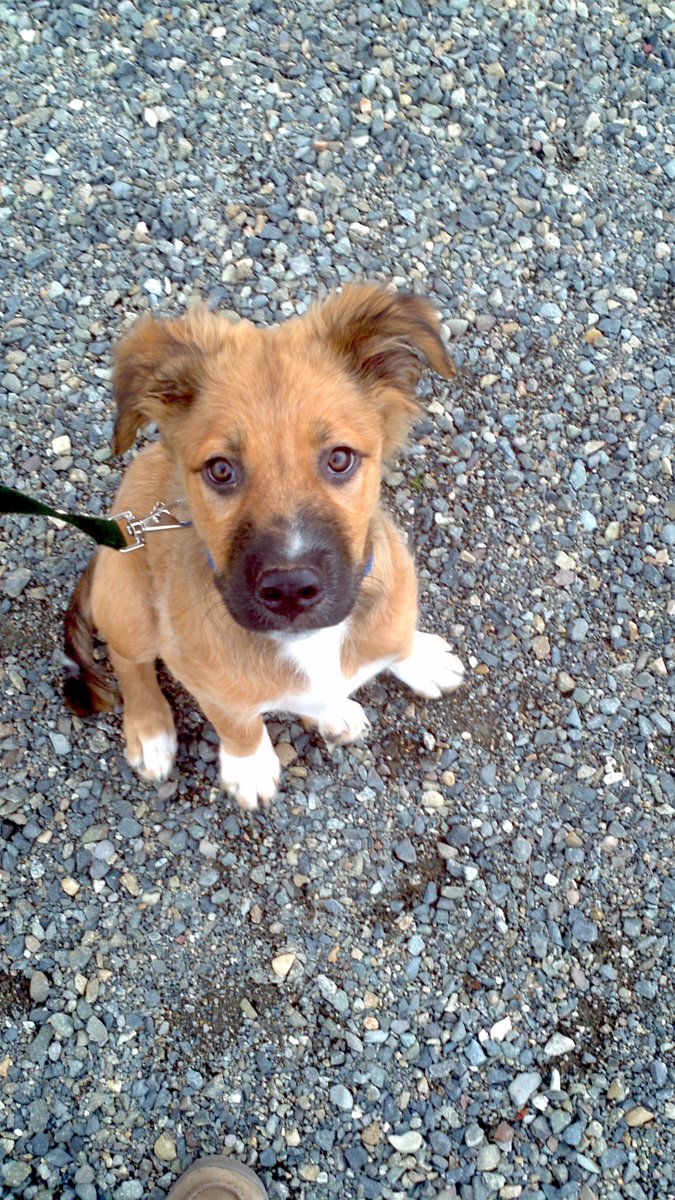 David Roberts tweet media