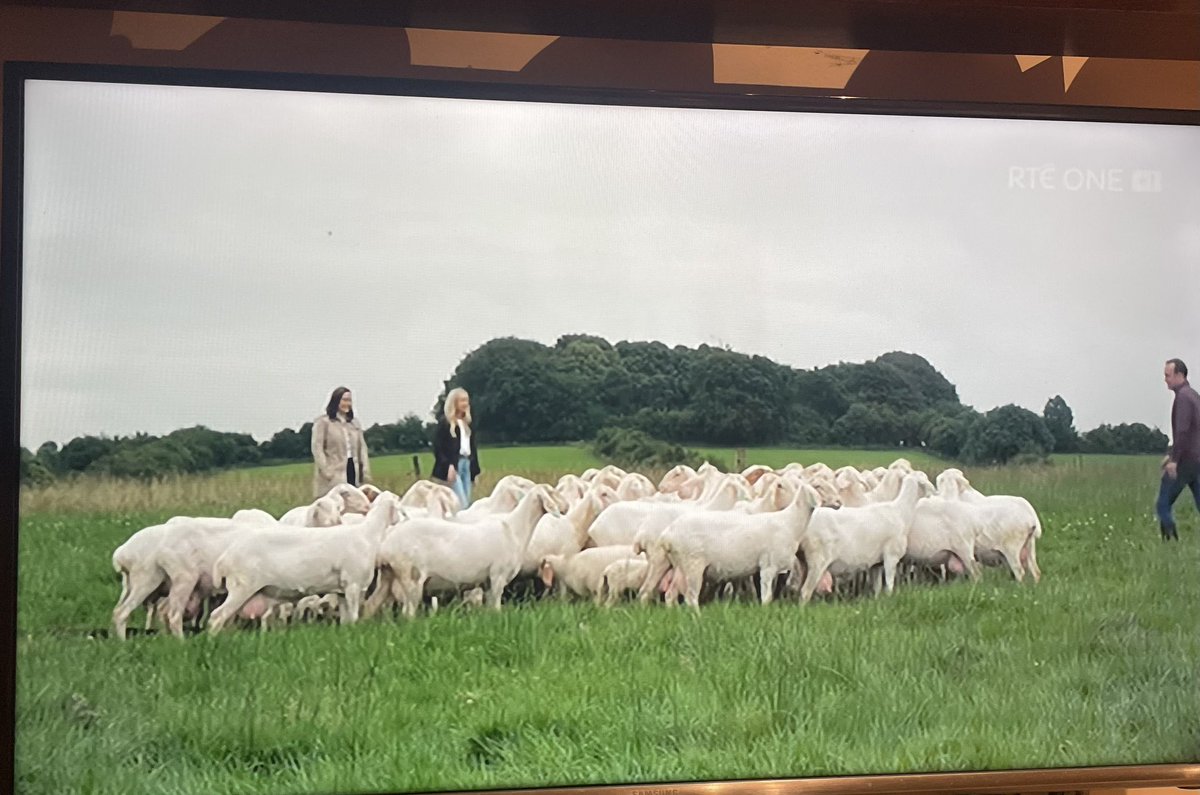 Vivienne Gleeson tweet media