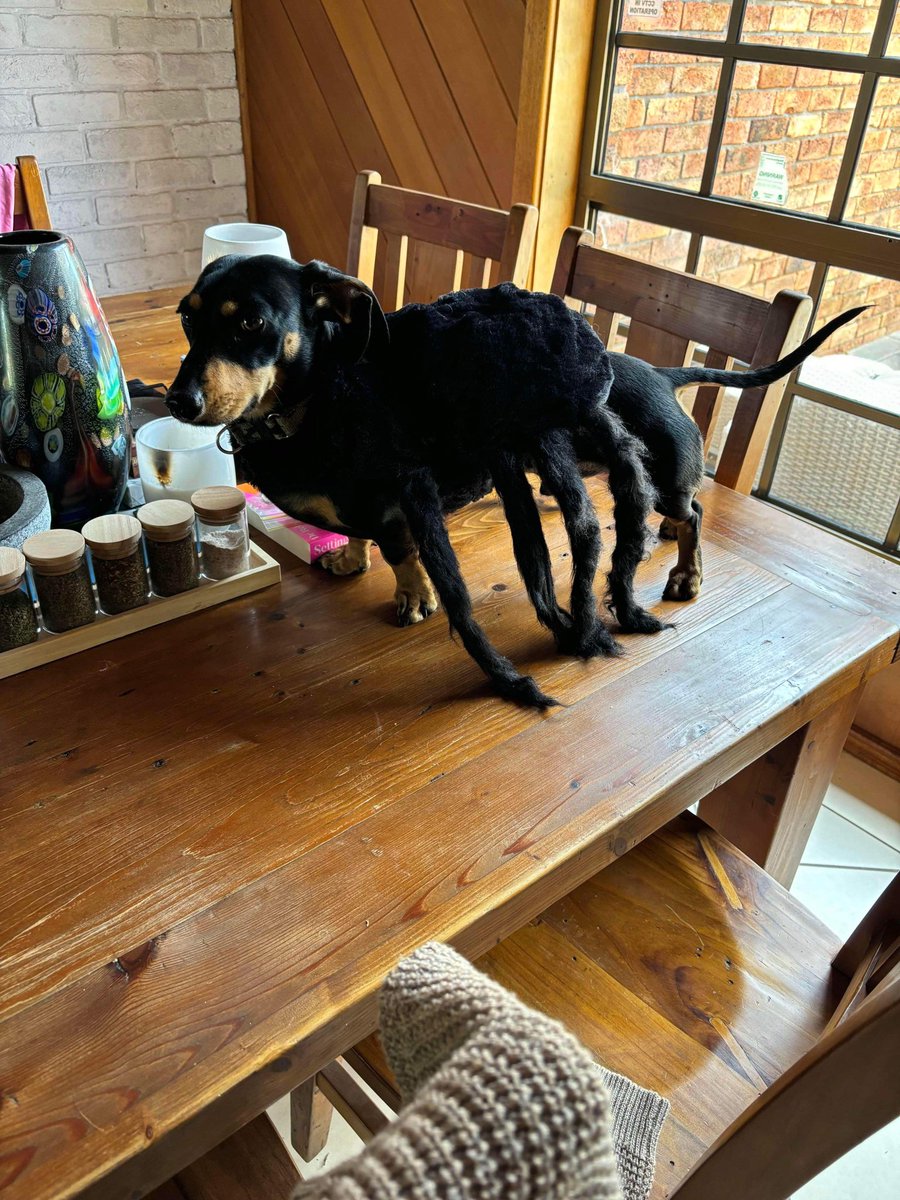 WolloonP's tweet photo. Little did I know
It would be a creature feature
Featuring the creature https://t.co/fGHmvXi2Vj