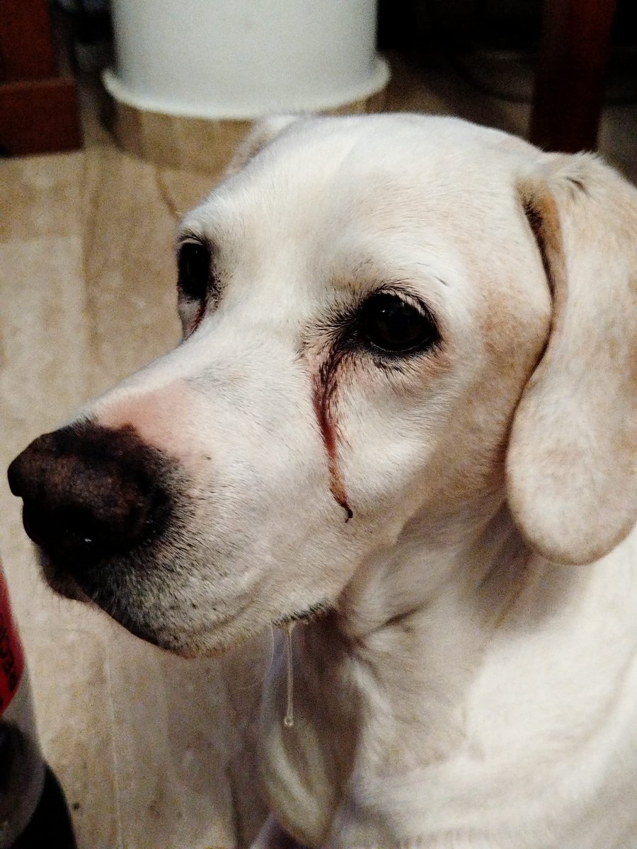 Os parece normal que se ponga así cada vez que me como una mandarina? Que este perro no babea con nada y es pelar un mandarina y encharcarme el suelo ajjaja