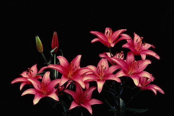 Lilies.