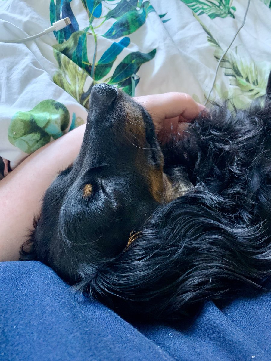 I’m looking after the dogs tonight which means there shall be Westley cuddles! (And Zelda judgement.)