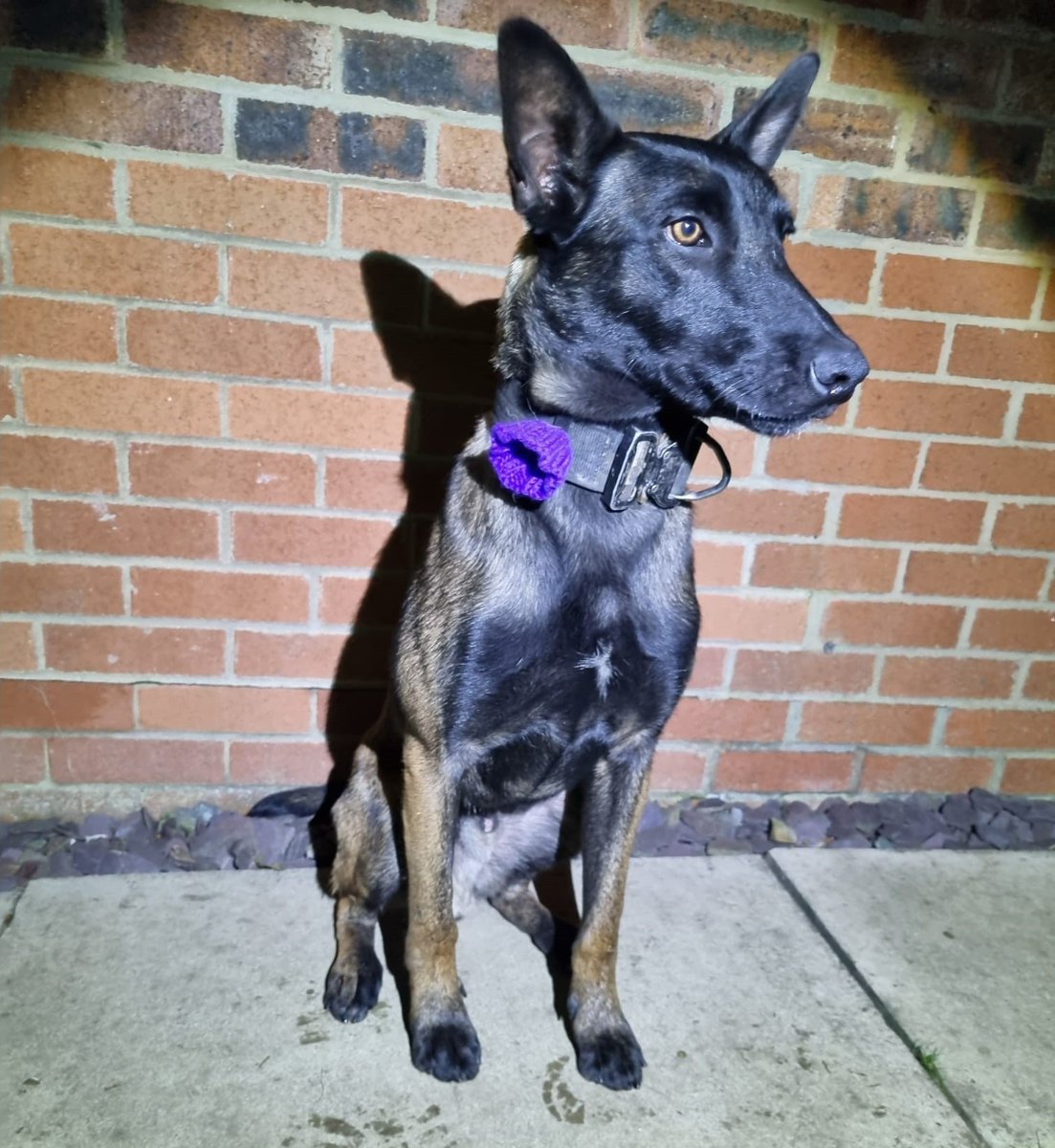 PD ARNY wearing his #purplepoppy with pride. 
 #PoppyCampaign #PoppyLove #SupportTheCause #PoppyForACause #MurphysArmy