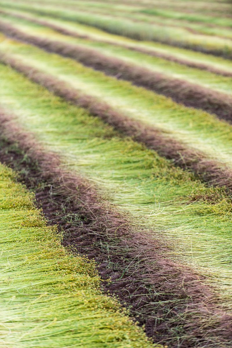 ekoa® is created from rapidly renewable flax, capturing up to 1.4 tons of CO₂ per ton. Unlike bamboo or wood, flax is low-impact, lightweight, and minimizes environmental footprints in transport and processing.

#ekoabyLingrove #SustainableDesign #EcoVeneers #Plantbased