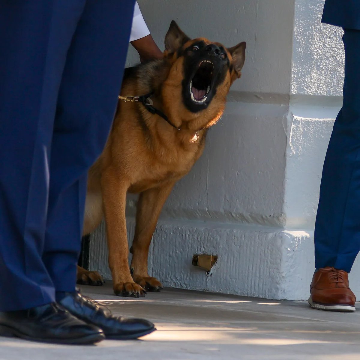 Dog Guy™️ tweet media