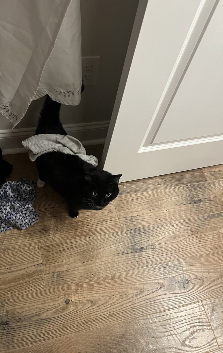 She meowed so I was put da sock on her