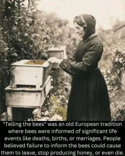 HelpersBee's tweet image. The bees are connected to the universal mind that's why they give us such joy, peace of mind, and relaxation. Sometimes they have to correct us too(sting). The sting in turn gives us health benefits 👍🏻🤔🐝