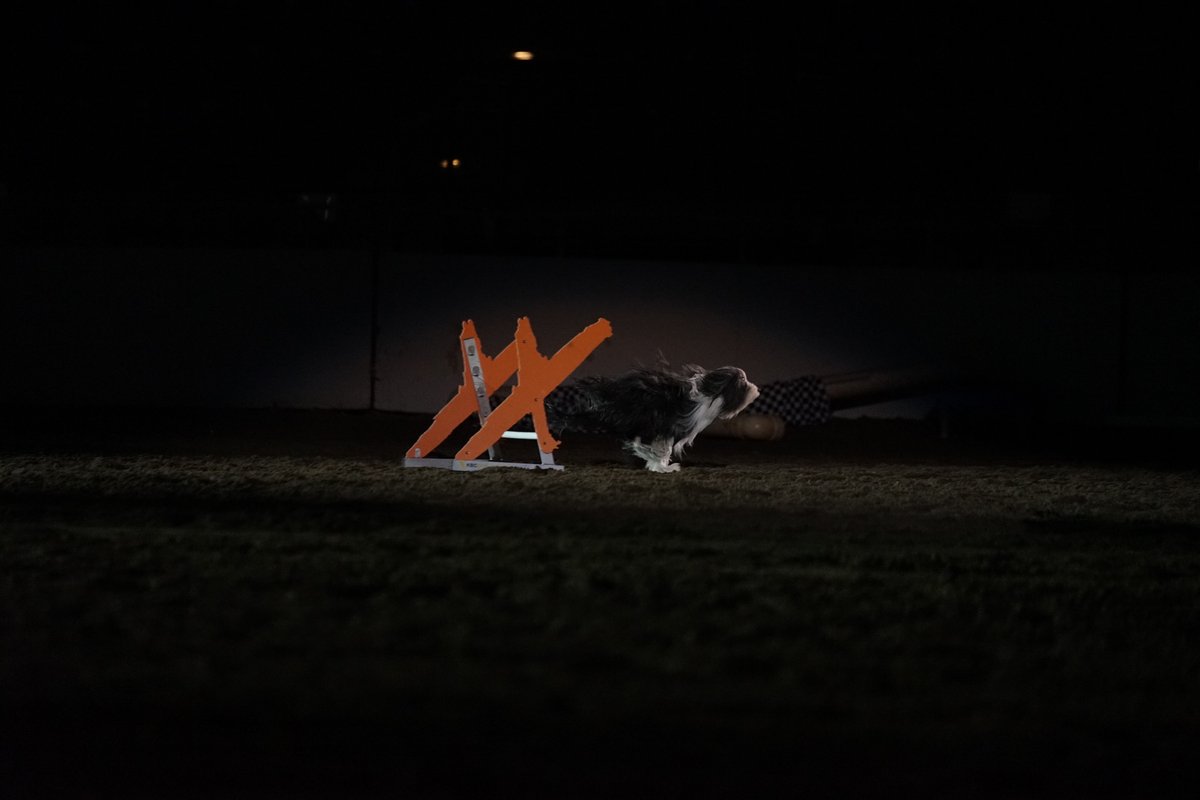 Extreme Dogs Stunt Dog Show tweet media