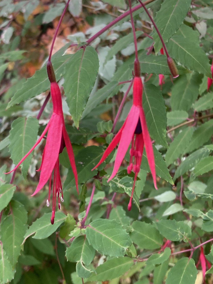 Fuchsia riccartonii still flowering in my Derbyshire garden - originally from a cutting taken by my Mum from a bush in Fathom Nr. Newry Northern Ireland ⁦<a href="/GardensHour/">GardensHour</a>⁩ #GardensHour