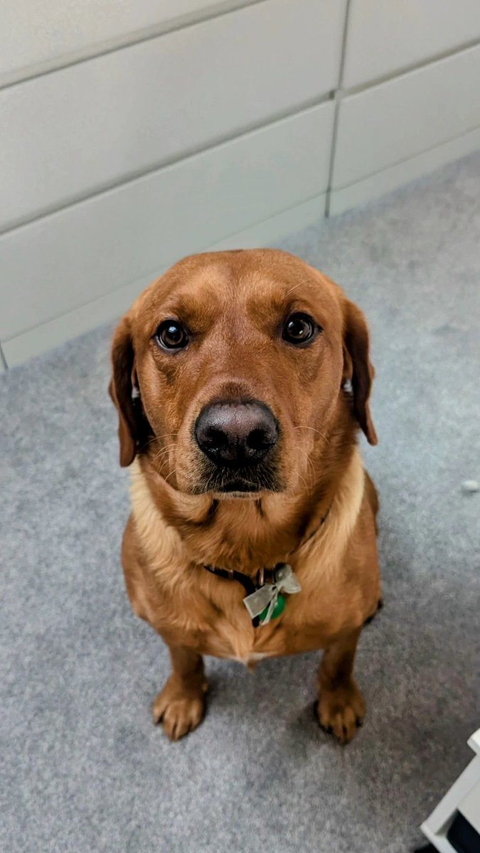 Get someone who looks at you, like Gorgeous George looks at me when i'm nattering away and getting ready for walks. #dogsofX