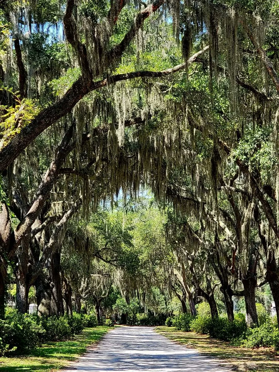 Beautiful Georgia tweet media