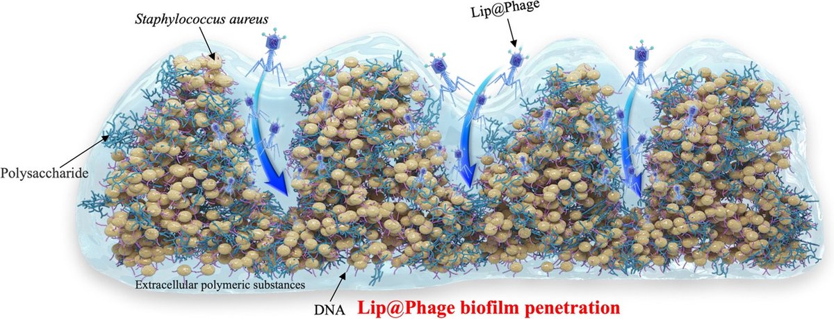 JCRnEDITORS's tweet image. Phage-liposome nanoconjugates for orthopedic biofilm eradication.
| Xianlong Zhang @sjtu1896 |
[50 days' free access]
#liposome #conjugate #bacteriophage #biofilm
kwnsfk27.r.eu-west-1.awstrack.me/L0/https:%2F%2…