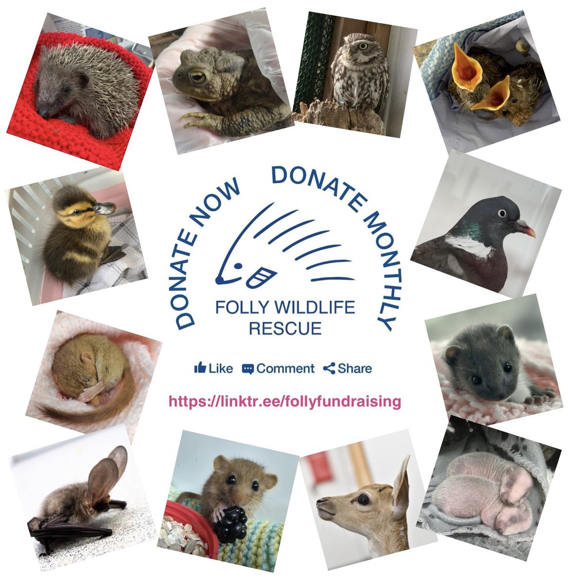FollyWildlife's tweet image. Folly Wildlife Rescue was founded in 1994 to rescue and rehabilitate UK wildlife and receives over 3500 birds & animals every year from across #Kent and #Sussex. It’s not eligible for public funding & is wholly reliant on people’s goodwill to meet the £25-30,000 a month costs of…