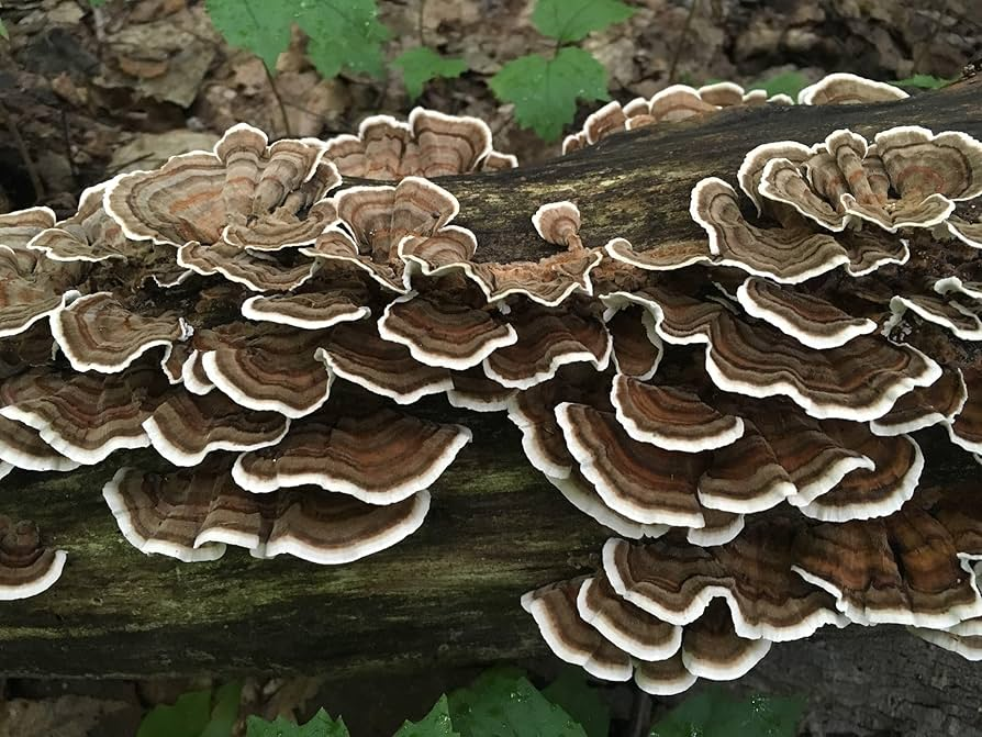aurimushrooms's tweet photo. Unconventional signs your gut is severely compromised:

• Constant fatigue
• Acne/poor skin health
• Bloating
• Gas
• Depression
• Heartburn
• Poor mood
• Trouble focusing
• Unable to lose/gain weight

Take these seriously

Every major biological system in your body is connected to your gut—poor gut health = poor overall health.

Healing your gut is a long journey

But a quick tip to make it easier?  Turkey Tail mushrooms.

Turkey Tail is a powerhouse for gut repair. It's packed with prebiotics, supports healthy gut flora, helps reduce inflammation, AND strengthens your gut barrier.

Heal the gut = the rest of the body will follow 🦃