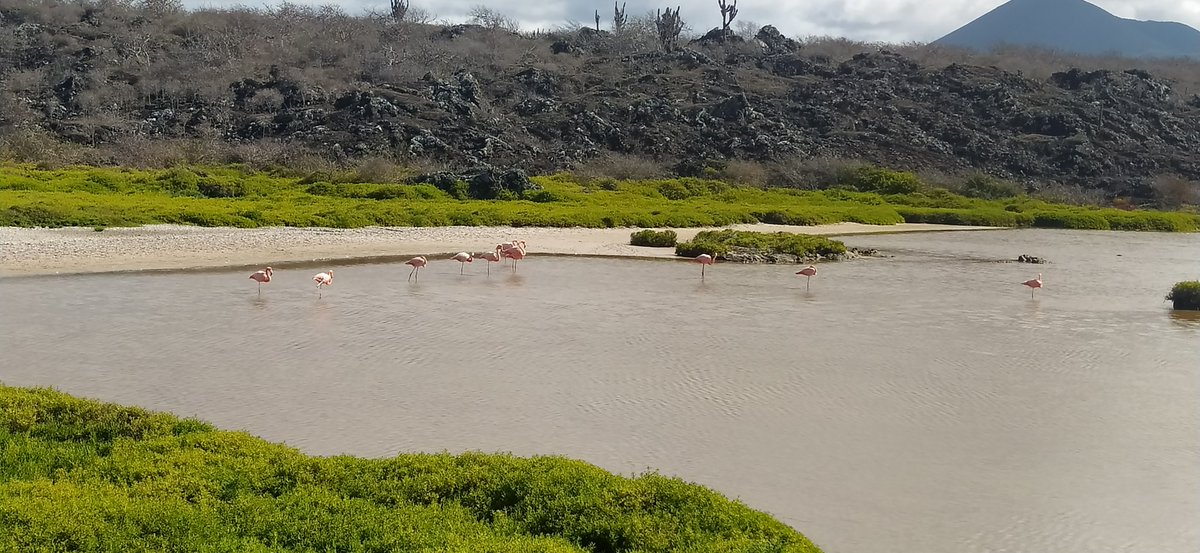 Sampling in the Floreana Islands, Galapagos! Incredible biological diversity and aquatic ecosystems! Thank you National Park for your amazing support! Galapagos limnology programme, building the lake baseline for the Galapagos Islands!
With Emely y Anibal