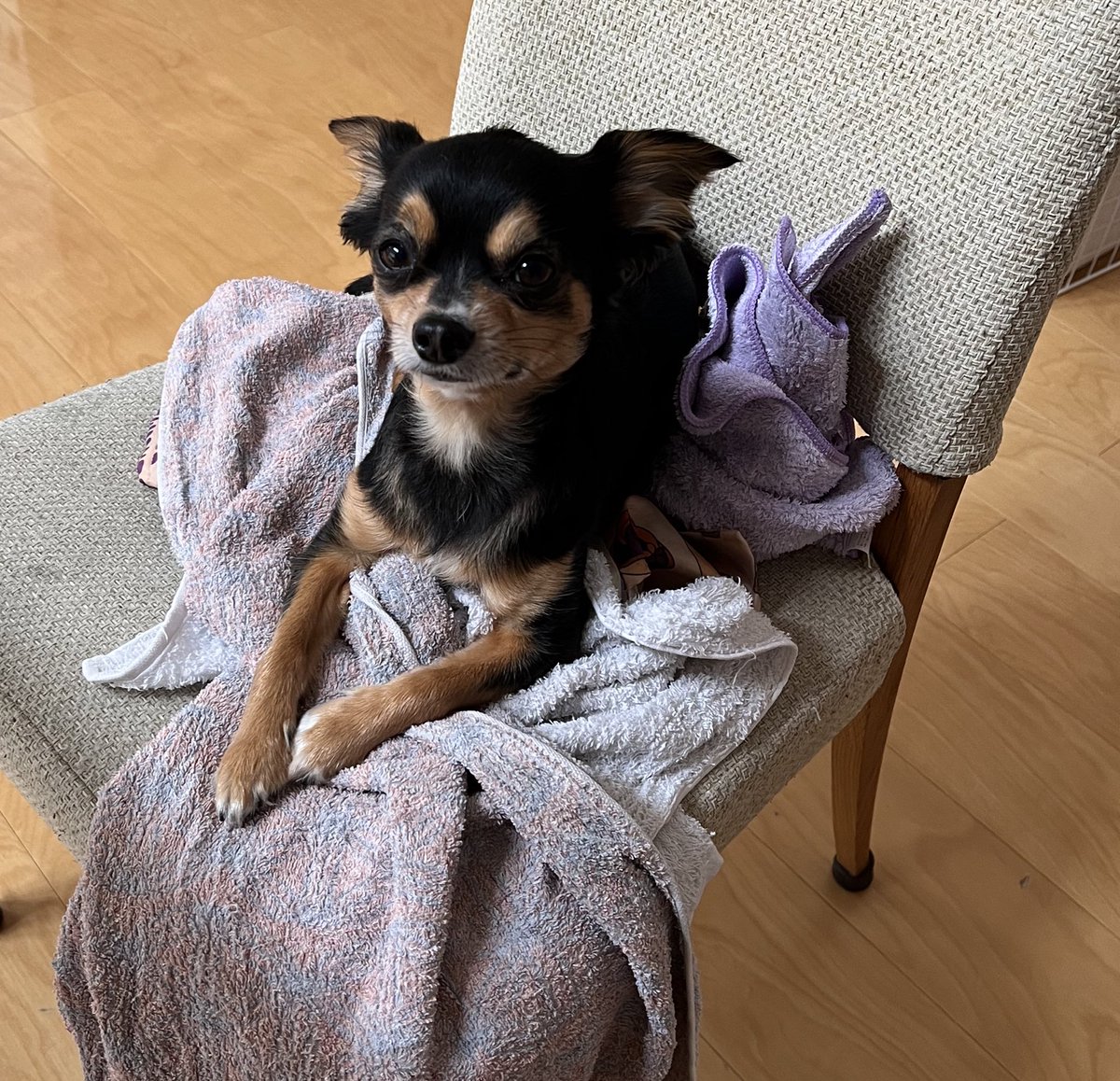 felice_dogs's tweet photo. 洗濯物のうえにすわらないで😭

＃チワワ #犬服 ＃ファッション #毎日日記 #felice https://t.co/lMN57qbxiO