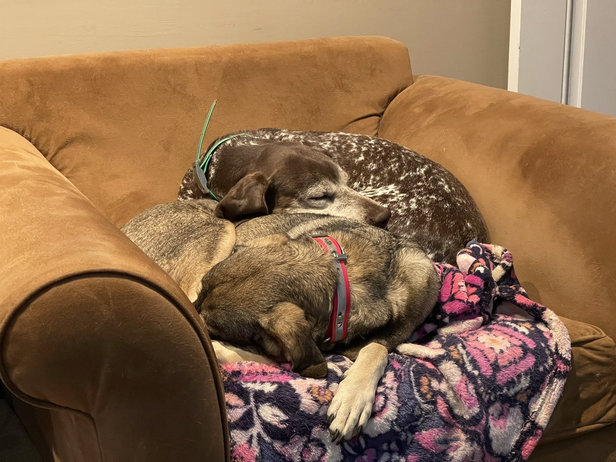 GHouser's tweet photo. “Working dogs” my a$$…

/they work hard, play hard, and sleep like the dead https://t.co/U7TUvaJ5O4