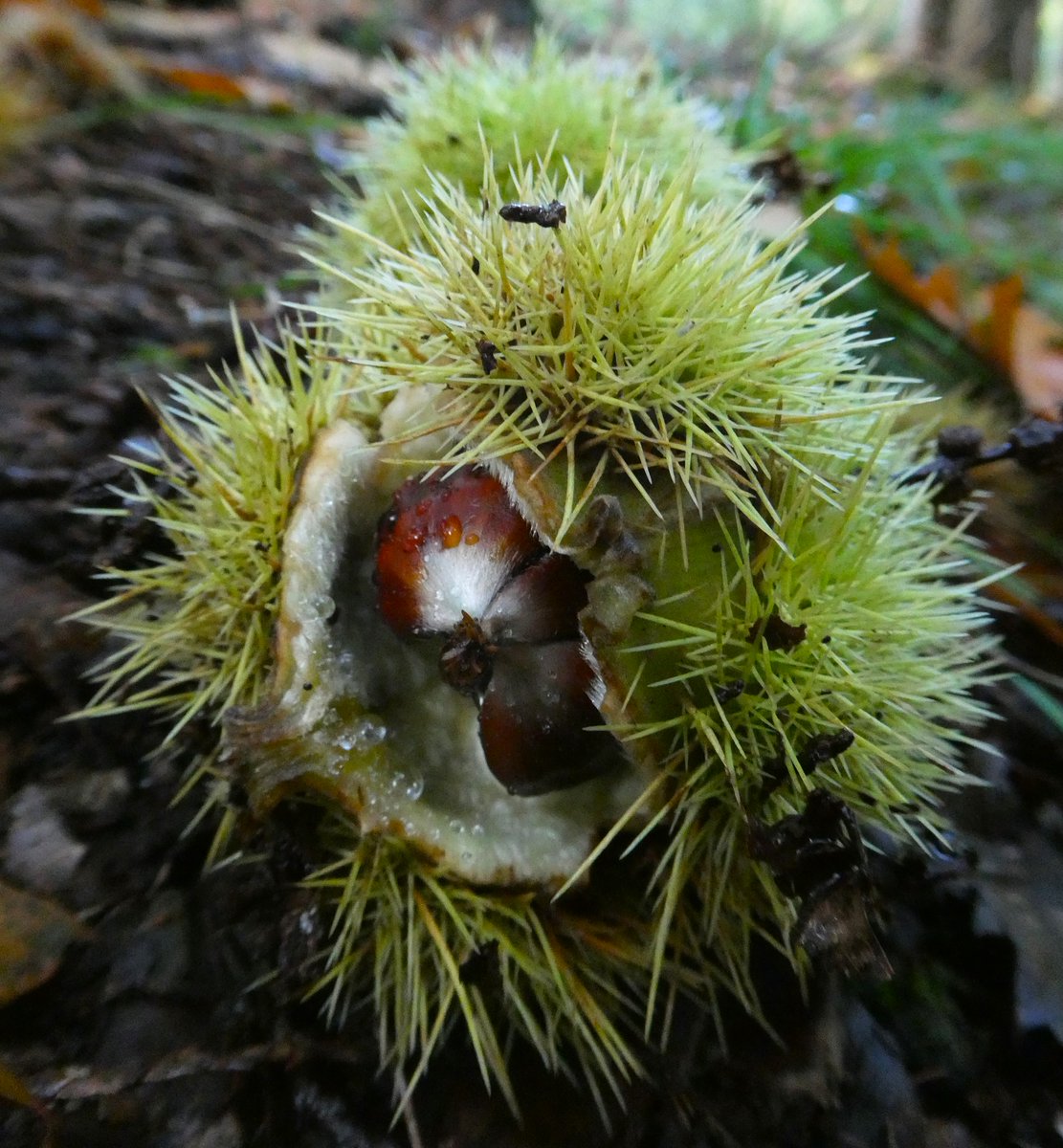 The spiky hedgehog of a sweet chestnut 🍂🤎🦔
Sweet chestnuts have been growing in the UK since at least the 12th century💚