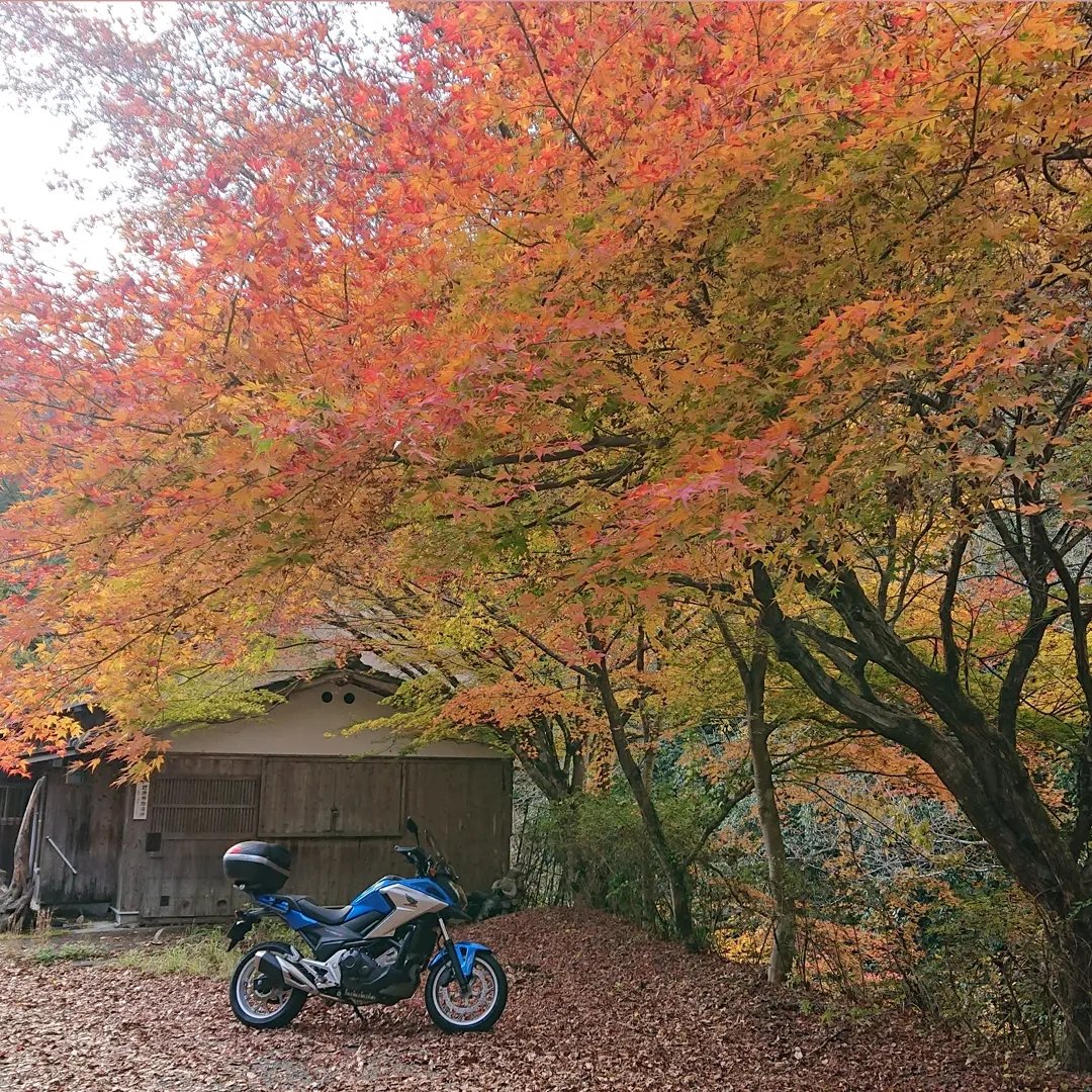 VFRhide3's tweet photo. 皇紀2684年令和6年11月12日太陰暦10月12日
おはようございます😃 https://t.co/d5RXJ2Gh5A
