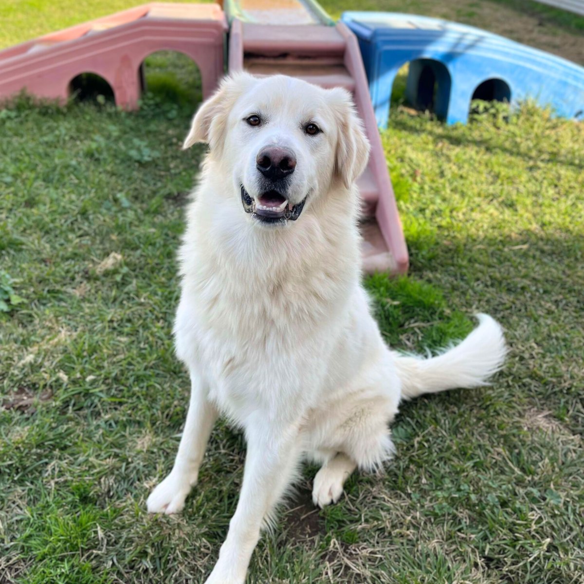 Stanislaus Animal Services Agency tweet media