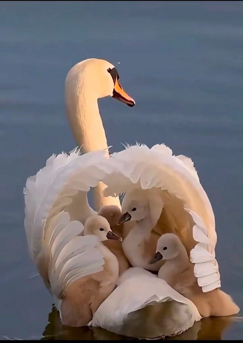 Mommy swan carrying her babies.. 😊