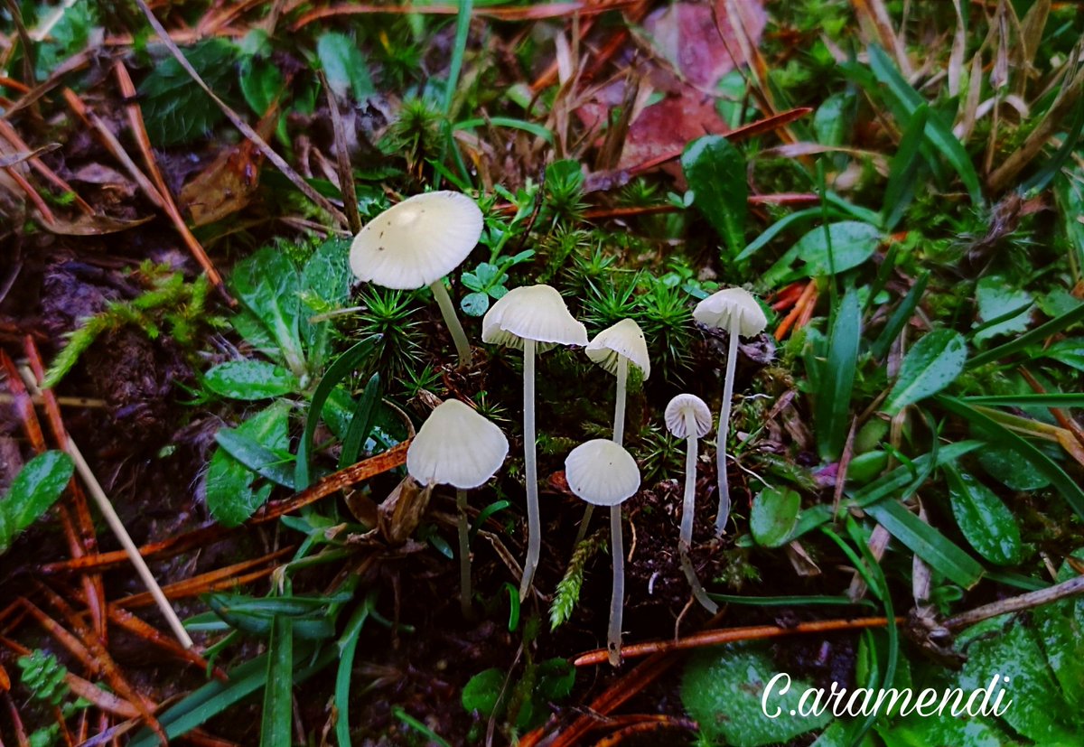 💥 Atheniella flavoalba

Entre el musgo o acículas. Píleo de 5-15 mm , cónico que se vuelve convexo a casi plano, estriado translúcido, de color blanco marfil a blanco amarillento, a veces más amarillento en el centro. Láminas blancas. Estípite recto, pruinoso en el ápice, blanco