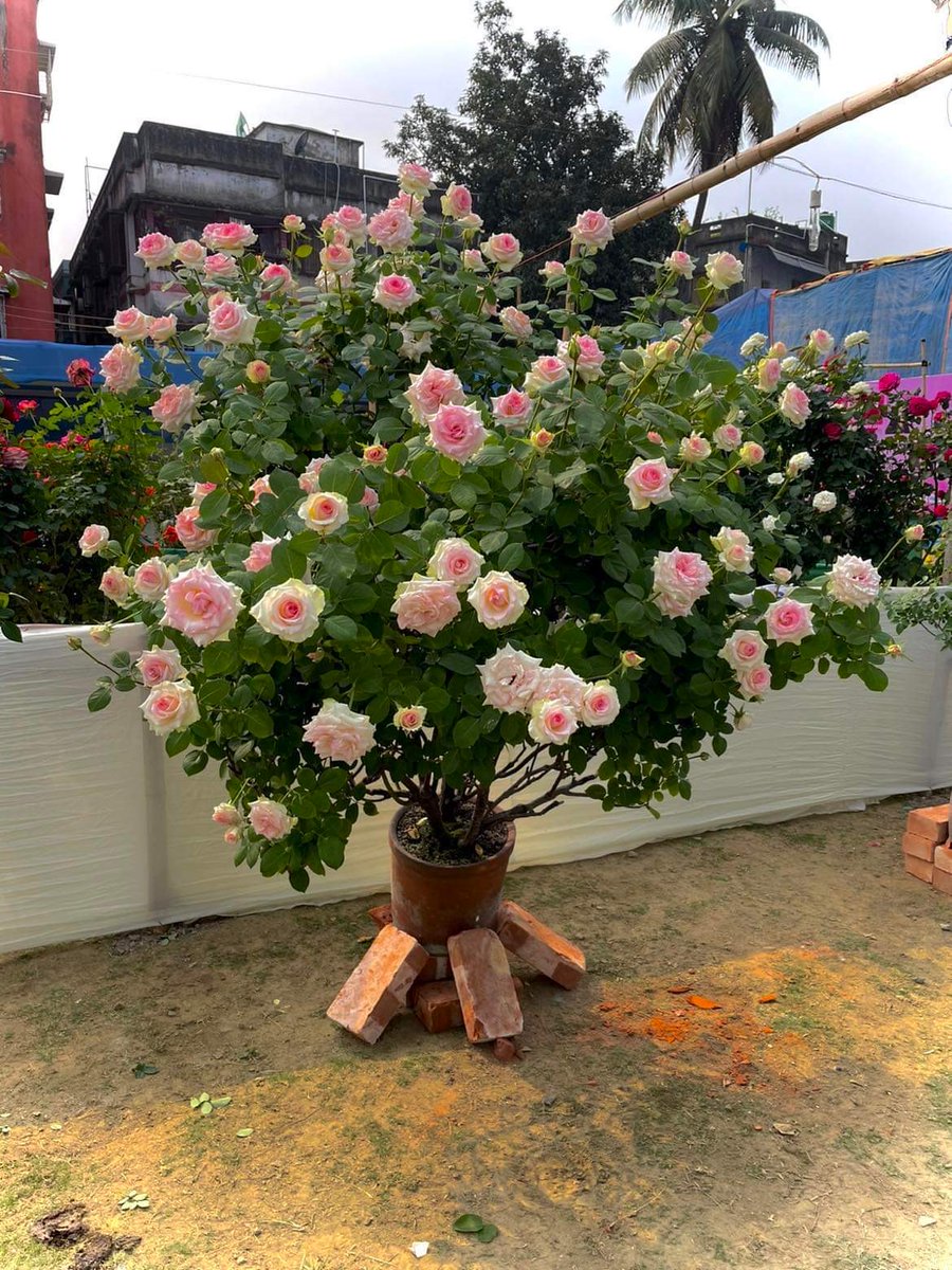 RobertArdini's tweet photo. The rose is the U.S. National Flower and I am the Guest Editor of the "2024 American Rose Annual." I have chosen the theme "The Global Perspective" in keeping with my function as World Federation of Rose Societies VP for North America. Since the Annual will be out any day now, I thought I'd give you a preview of one of the articles. This photo of a massive rosebush covered in blooms, growing in a tiny pot, is part of an article on the topic of "Indian Pot Culture" by Sanjay Mukherjee. Mr. Mukherjee explains how this is possible, and quite the norm in his hometown. The "American Rose Annual" is available through membership in the American Rose Society. Please visit https://t.co/ktm1b0H0iW for details.
#roses, #rose