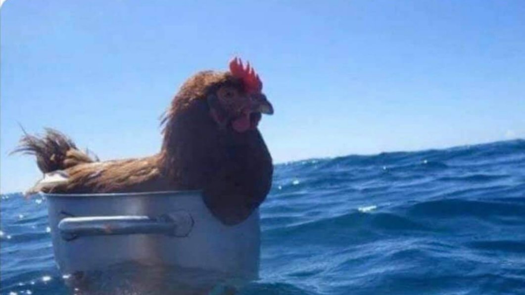 lionel_case's tweet photo. Vous voyez une poule dans une casserole larguée en plein océan ?
Je vois la scène politique internationale. En moins absurde que ce qu'elle est réellement.
#SwimmingFools https://t.co/CTBBJuRgPp